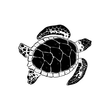 Okyanus ve Deniz, Botanik illüstrasyonu. Siyah mürekkep, çizgi, karalama tarzı. 