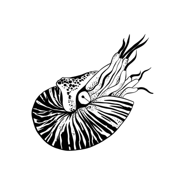 Ocean Morze Ilustracja Botanica Czarny Tusz Linia Styl Doodle — Wektor stockowy