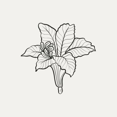 Botanik çizimi. Minimum bitki logosu, botanik çizim çizimi, çayır yeşilliği, yaprak ve çiçek açan soyut çizim elemanları koleksiyonu, köy dalı. Moda küçük dövme tasarımı, çiçek elementleri vektör illüstrasyonu