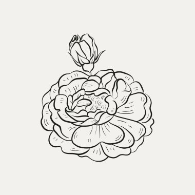 Botanik çizimi. Minimum bitki logosu, botanik çizim çizimi, çayır yeşilliği, yaprak ve çiçek açan soyut çizim elemanları koleksiyonu, köy dalı. Moda küçük dövme tasarımı, çiçek elementleri vektör illüstrasyonu