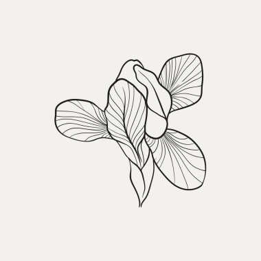 Botanik çizimi. Minimum bitki logosu, botanik çizim çizimi, çayır yeşilliği, yaprak ve çiçek açan soyut çizim elemanları koleksiyonu, köy dalı. Moda küçük dövme tasarımı, çiçek elementleri vektör illüstrasyonu