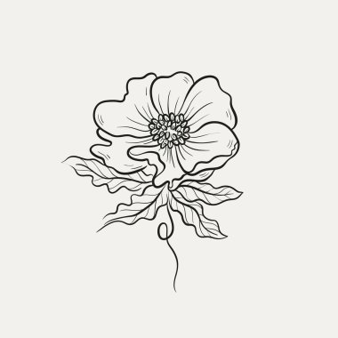 Botanik çizimi. Minimum bitki logosu, botanik çizim çizimi, çayır yeşilliği, yaprak ve çiçek açan soyut çizim elemanları koleksiyonu, köy dalı. Moda küçük dövme tasarımı, çiçek elementleri vektör illüstrasyonu