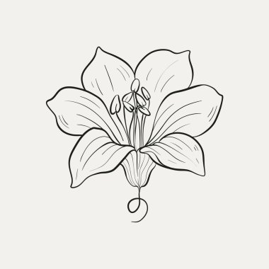 Botanik çizimi. Minimum bitki logosu, botanik çizim çizimi, çayır yeşilliği, yaprak ve çiçek açan soyut çizim elemanları koleksiyonu, köy dalı. Moda küçük dövme tasarımı, çiçek elementleri vektör illüstrasyonu