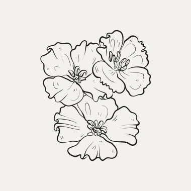 Botanik çizimi. Minimum bitki logosu, botanik çizim çizimi, çayır yeşilliği, yaprak ve çiçek açan soyut çizim elemanları koleksiyonu, köy dalı. Moda küçük dövme tasarımı, çiçek elementleri vektör illüstrasyonu