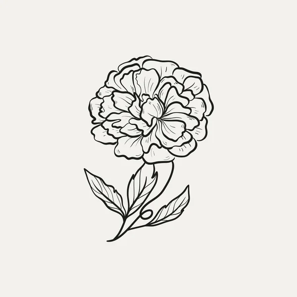 Botanik Çizimi Minimum Bitki Logosu Botanik Çizim Çizimi Çayır Yeşilliği — Stok Vektör