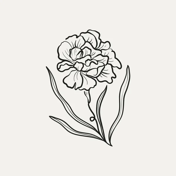 Rysunek Botaniczny Minimalne Logo Rośliny Szkic Botaniczny Szkic Graficzny Łąka — Wektor stockowy