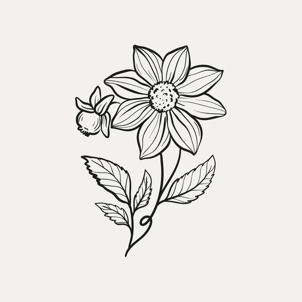 Dibujo Botánico Logotipo Mínimo Planta Dibujo Gráfico Botánico Vegetación Del — Archivo Imágenes Vectoriales
