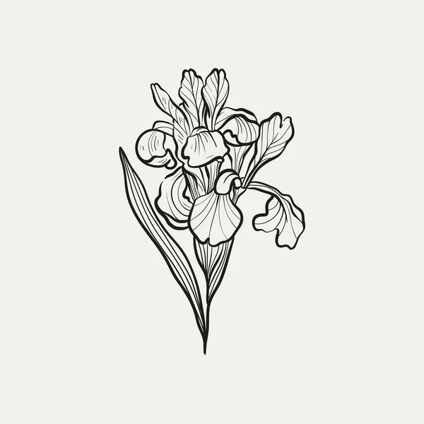 Ботанічний Малюнок Мінімальний Логотип Рослин Ботанічний Графічний Ескізний Малюнок Лугова — стоковий вектор