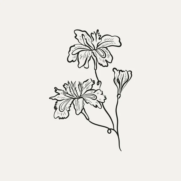 植物学绘图 采购产品最小的植物标志 植物图形素描 草甸绿色 叶子和开花的花卉抽象素描元素集合 乡村分枝 时髦的小纹身设计 花卉元素矢量图解 — 图库矢量图片
