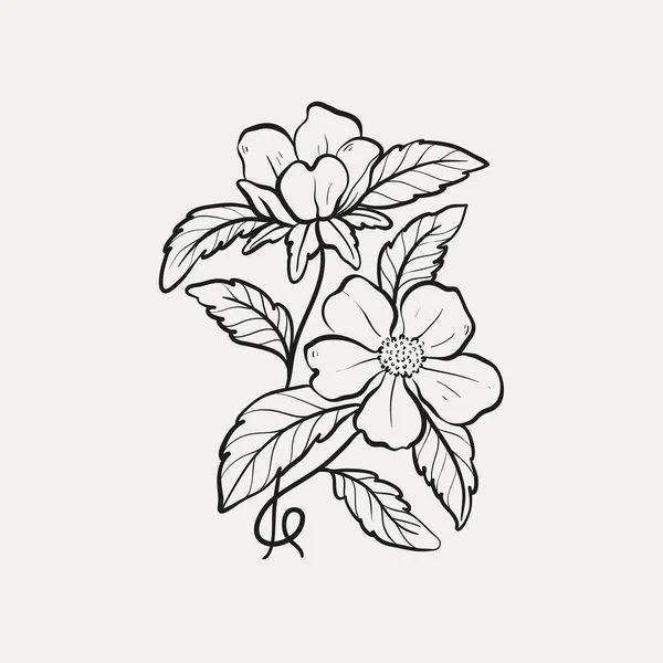 Dibujo Botánico Logotipo Mínimo Planta Dibujo Gráfico Botánico Vegetación Del — Vector de stock
