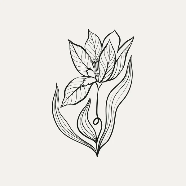 Desenho Botânico Logotipo Mínimo Planta Desenho Esboço Gráfico Botânico Vegetação — Vetor de Stock