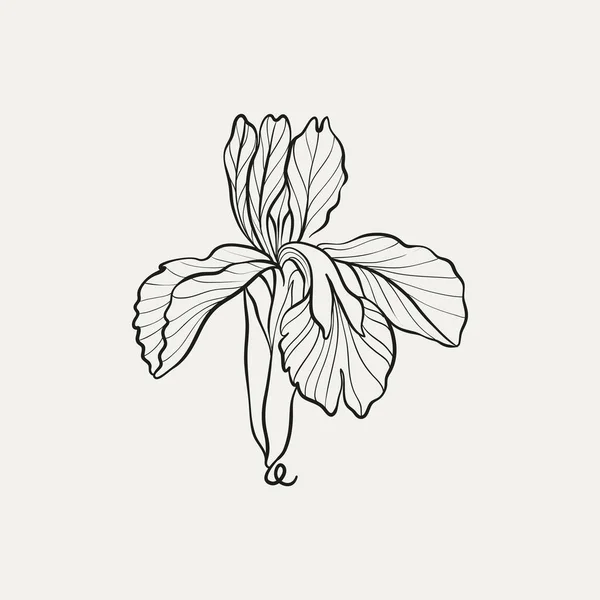 Dessin Botanique Logo Minimal Plante Dessin Graphique Botanique Verdure Des — Image vectorielle