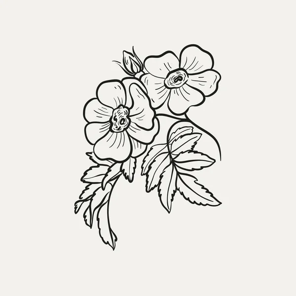 Desenho Botânico Logotipo Mínimo Planta Desenho Esboço Gráfico Botânico Vegetação —  Vetores de Stock