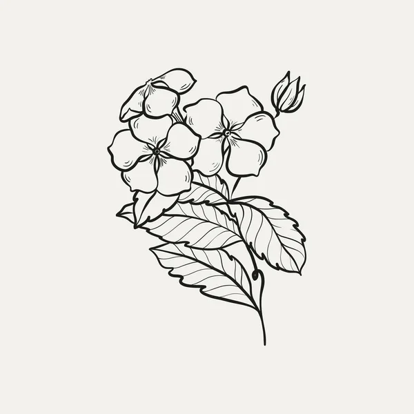 Botanisk Teckning Minimal Växtlogotyp Botanisk Grafisk Skiss Äng Grönska Blad — Stock vektor