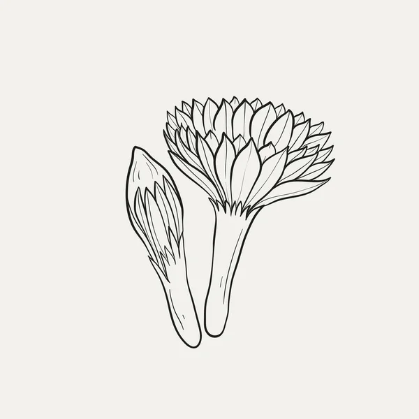 植物画 植物のロゴ 植物グラフィックスケッチの図面 草原の緑 葉や花の抽象的なスケッチ要素のコレクション 素朴な枝を開花最小限に抑えます トレンディな小さなタトゥーデザイン 花の要素ベクトルイラスト — ストックベクタ