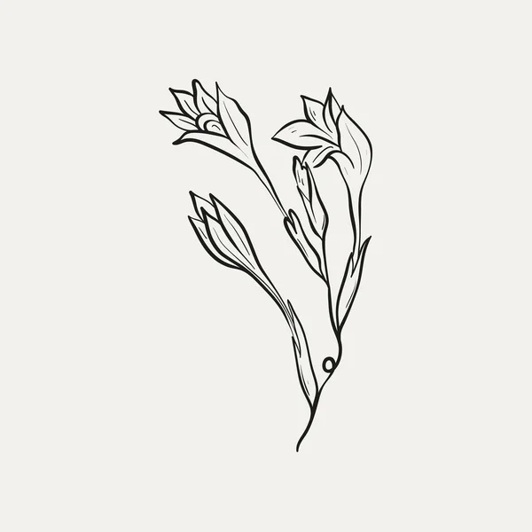 Βοτανικό Σχέδιο Ελάχιστο Λογότυπο Φυτών Βοτανικό Γραφικό Σχέδιο Σκίτσο Λιβάδι — Διανυσματικό Αρχείο
