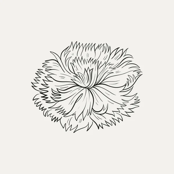 Rysunek Botaniczny Minimalne Logo Rośliny Szkic Botaniczny Szkic Graficzny Łąka — Wektor stockowy