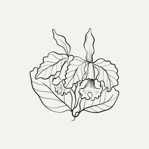 Botanisk Teckning Minimal Växtlogotyp Botanisk Grafisk Skiss Äng Grönska Blad — Stock vektor