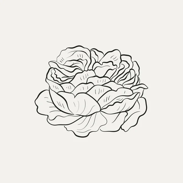 Botanical Drawing Minimal Plant Logo Botanical Graphic Sketch Drawing Meadow — Stock Vector