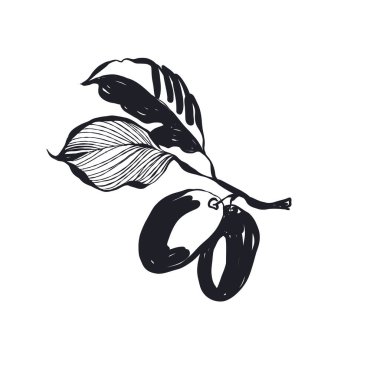 Modern Sanat İllüstrasyonu. Matisse Soyut Set, Estetik Modern, Boho Dekor, Minimalist, İllüstrasyon, Vector, Poster, Kartpostal. Estetik minimalist tasarım. Vektör illüstrasyonları.