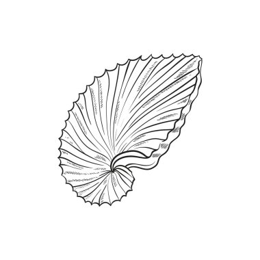 Çeşitli şekillerde gerçekçi yumuşakça kabukların elle çizilmiş, oymalı çizimleri. Deniz temalı tasarımlar için mükemmel. Deniz yıldızı da dahil olmak üzere deniz şakayığı arkaplanındaki siyah beyaz çizimler. Denizaltı temalı projeler için ideal