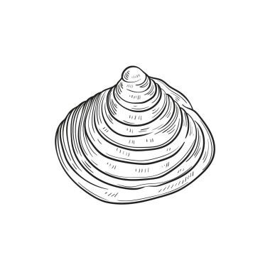 Çeşitli şekillerde gerçekçi yumuşakça kabukların elle çizilmiş, oymalı çizimleri. Deniz temalı tasarımlar için mükemmel. Deniz yıldızı da dahil olmak üzere deniz şakayığı arkaplanındaki siyah beyaz çizimler. Denizaltı temalı projeler için ideal