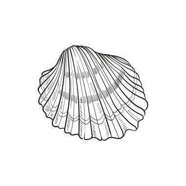 Çeşitli şekillerde gerçekçi yumuşakça kabukların elle çizilmiş, oymalı çizimleri. Deniz temalı tasarımlar için mükemmel. Deniz yıldızı da dahil olmak üzere deniz şakayığı arkaplanındaki siyah beyaz çizimler. Denizaltı temalı projeler için ideal