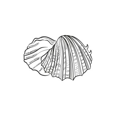 Çeşitli şekillerde gerçekçi yumuşakça kabukların elle çizilmiş, oymalı çizimleri. Deniz temalı tasarımlar için mükemmel. Deniz yıldızı da dahil olmak üzere deniz şakayığı arkaplanındaki siyah beyaz çizimler. Denizaltı temalı projeler için ideal