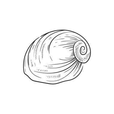 Çeşitli şekillerde gerçekçi yumuşakça kabukların elle çizilmiş, oymalı çizimleri. Deniz temalı tasarımlar için mükemmel. Deniz yıldızı da dahil olmak üzere deniz şakayığı arkaplanındaki siyah beyaz çizimler. Denizaltı temalı projeler için ideal