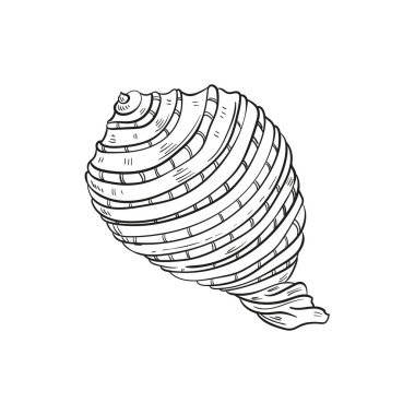 Çeşitli şekillerde gerçekçi yumuşakça kabukların elle çizilmiş, oymalı çizimleri. Deniz temalı tasarımlar için mükemmel. Deniz yıldızı da dahil olmak üzere deniz şakayığı arkaplanındaki siyah beyaz çizimler. Denizaltı temalı projeler için ideal