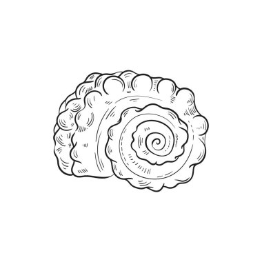 Çeşitli şekillerde gerçekçi yumuşakça kabukların elle çizilmiş, oymalı çizimleri. Deniz temalı tasarımlar için mükemmel. Deniz yıldızı da dahil olmak üzere deniz şakayığı arkaplanındaki siyah beyaz çizimler. Denizaltı temalı projeler için ideal