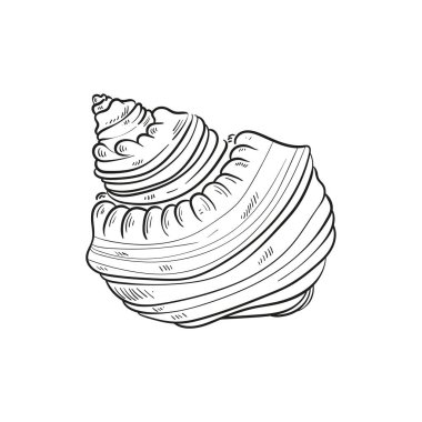 Çeşitli şekillerde gerçekçi yumuşakça kabukların elle çizilmiş, oymalı çizimleri. Deniz temalı tasarımlar için mükemmel. Deniz yıldızı da dahil olmak üzere deniz şakayığı arkaplanındaki siyah beyaz çizimler. Denizaltı temalı projeler için ideal