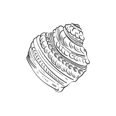 Çeşitli şekillerde gerçekçi yumuşakça kabukların elle çizilmiş, oymalı çizimleri. Deniz temalı tasarımlar için mükemmel. Deniz yıldızı da dahil olmak üzere deniz şakayığı arkaplanındaki siyah beyaz çizimler. Denizaltı temalı projeler için ideal