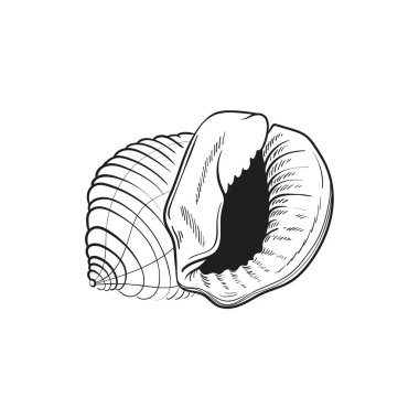 Çeşitli şekillerde gerçekçi yumuşakça kabukların elle çizilmiş, oymalı çizimleri. Deniz temalı tasarımlar için mükemmel. Deniz yıldızı da dahil olmak üzere deniz şakayığı arkaplanındaki siyah beyaz çizimler. Denizaltı temalı projeler için ideal