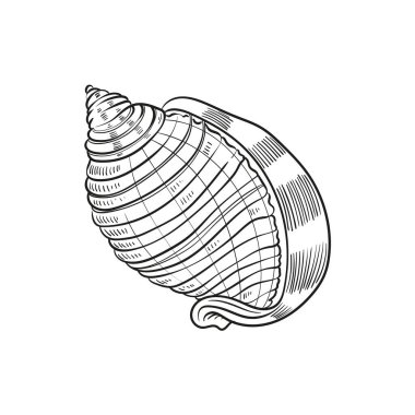 Çeşitli şekillerde gerçekçi yumuşakça kabukların elle çizilmiş, oymalı çizimleri. Deniz temalı tasarımlar için mükemmel. Deniz yıldızı da dahil olmak üzere deniz şakayığı arkaplanındaki siyah beyaz çizimler. Denizaltı temalı projeler için ideal