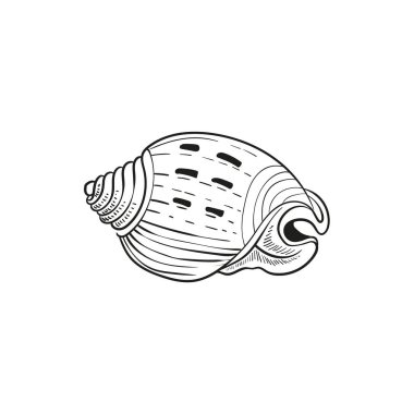 Çeşitli şekillerde gerçekçi yumuşakça kabukların elle çizilmiş, oymalı çizimleri. Deniz temalı tasarımlar için mükemmel. Deniz yıldızı da dahil olmak üzere deniz şakayığı arkaplanındaki siyah beyaz çizimler. Denizaltı temalı projeler için ideal