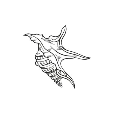 Çeşitli şekillerde gerçekçi yumuşakça kabukların elle çizilmiş, oymalı çizimleri. Deniz temalı tasarımlar için mükemmel. Deniz yıldızı da dahil olmak üzere deniz şakayığı arkaplanındaki siyah beyaz çizimler. Denizaltı temalı projeler için ideal