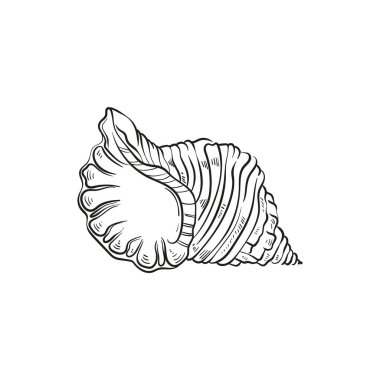 Çeşitli şekillerde gerçekçi yumuşakça kabukların elle çizilmiş, oymalı çizimleri. Deniz temalı tasarımlar için mükemmel. Deniz yıldızı da dahil olmak üzere deniz şakayığı arkaplanındaki siyah beyaz çizimler. Denizaltı temalı projeler için ideal