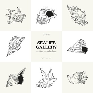 Çeşitli deniz kabukları ve siyah beyaz denizyıldızlarının gerçekçi çizimlerini içeren el yapımı vektör seti. Sualtı temalı tasarımlar için ideal.