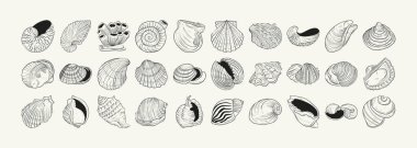 Çeşitli deniz kabukları ve siyah beyaz denizyıldızlarının gerçekçi çizimlerini içeren el yapımı vektör seti. Sualtı temalı tasarımlar için ideal.