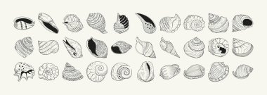Çeşitli deniz kabukları ve siyah beyaz denizyıldızlarının gerçekçi çizimlerini içeren el yapımı vektör seti. Sualtı temalı tasarımlar için ideal.