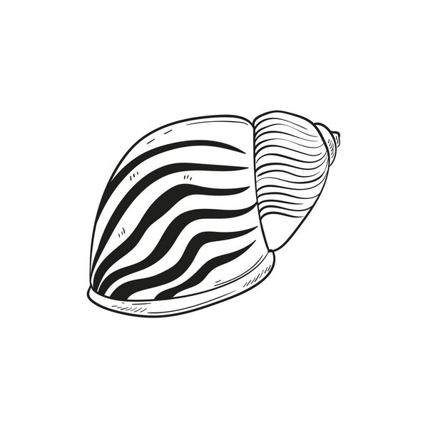 Hand-drawn, engraved line illustrations of realistic mollusk shells in various forms. Perfect for marine-themed designs. Black and white sketches on a navy peony background, including starfish. Ideal for undersea-themed projects