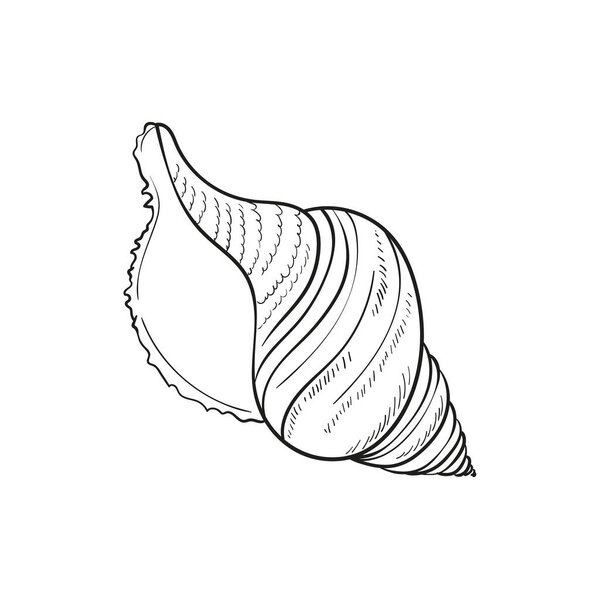 Hand-drawn, engraved line illustrations of realistic mollusk shells in various forms. Perfect for marine-themed designs. Black and white sketches on a navy peony background, including starfish. Ideal for undersea-themed projects