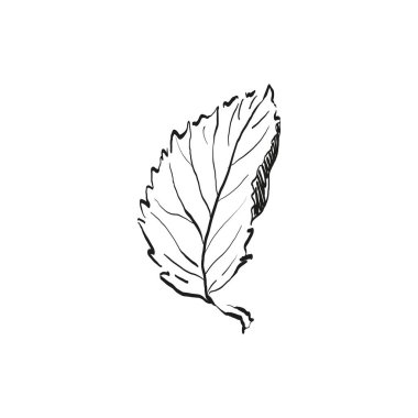 Botanik çizimi. Minimum bitki logosu, botanik çizim çizimi, çayır yeşilliği, yaprak ve çiçek açan soyut çizim elemanları koleksiyonu, köy dalı. Moda küçük dövme tasarımı, çiçek elementleri vektör illüstrasyonu