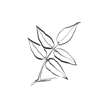 Botanik çizimi. Minimum bitki logosu, botanik çizim çizimi, çayır yeşilliği, yaprak ve çiçek açan soyut çizim elemanları koleksiyonu, köy dalı. Moda küçük dövme tasarımı, çiçek elementleri vektör illüstrasyonu