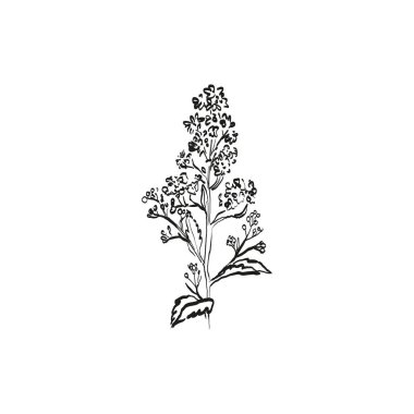 Botanik çizimi. Minimum bitki logosu, botanik çizim çizimi, çayır yeşilliği, yaprak ve çiçek açan soyut çizim elemanları koleksiyonu, köy dalı. Moda küçük dövme tasarımı, çiçek elementleri vektör illüstrasyonu