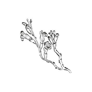 Botanik çizimi. Minimum bitki logosu, botanik çizim çizimi, çayır yeşilliği, yaprak ve çiçek açan soyut çizim elemanları koleksiyonu, köy dalı. Moda küçük dövme tasarımı, çiçek elementleri vektör illüstrasyonu