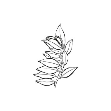 Botanik çizimi. Minimum bitki logosu, botanik çizim çizimi, çayır yeşilliği, yaprak ve çiçek açan soyut çizim elemanları koleksiyonu, köy dalı. Moda küçük dövme tasarımı, çiçek elementleri vektör illüstrasyonu