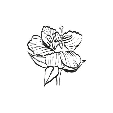 Botanik çizimi. Minimum bitki logosu, botanik çizim çizimi, çayır yeşilliği, yaprak ve çiçek açan soyut çizim elemanları koleksiyonu, köy dalı. Moda küçük dövme tasarımı, çiçek elementleri vektör illüstrasyonu