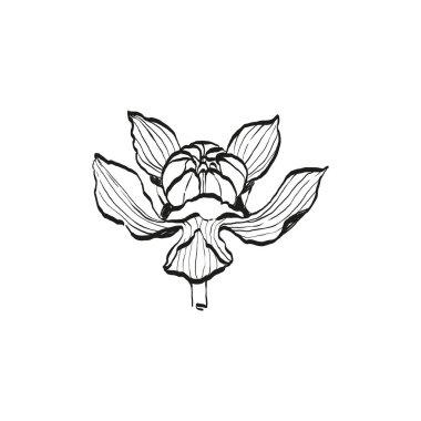 Botanik çizimi. Minimum bitki logosu, botanik çizim çizimi, çayır yeşilliği, yaprak ve çiçek açan soyut çizim elemanları koleksiyonu, köy dalı. Moda küçük dövme tasarımı, çiçek elementleri vektör illüstrasyonu